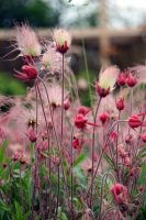 Geum triflorum - Prairie Smoke